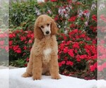Small Photo #4 Poodle (Standard) Puppy For Sale in GAP, PA, USA