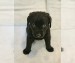 Puppy Nyx Golden Labrador
