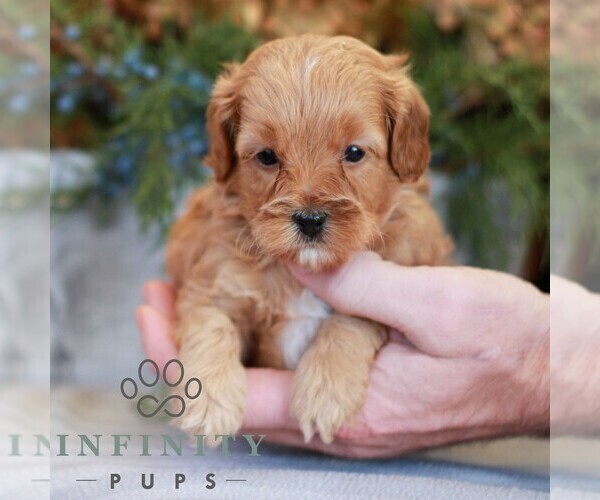 Medium Photo #4 Cavapoo (Miniature) Puppy For Sale in NARVON, PA, USA