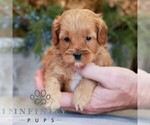 Small #3 Cavapoo (Miniature)