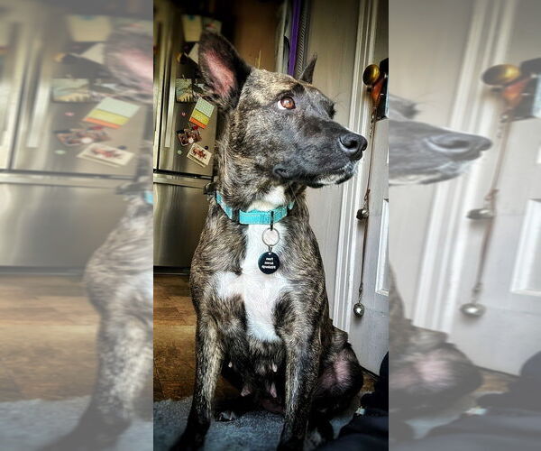Medium Photo #5 Mutt Puppy For Sale in Springdale, PA, USA