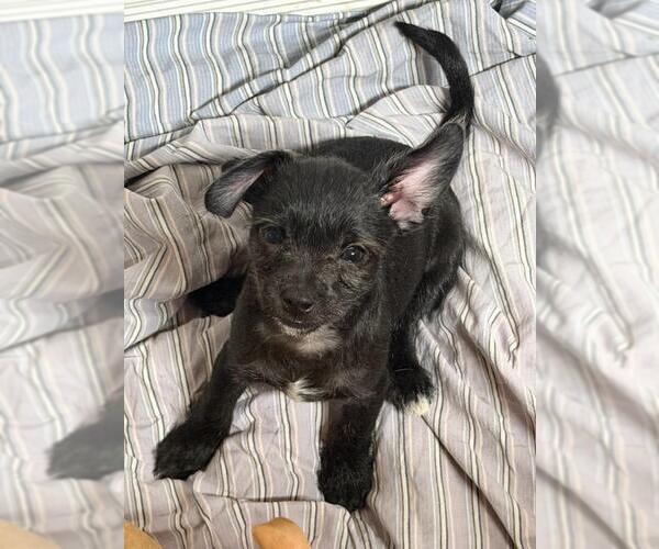 Medium Photo #2 Malchi Puppy For Sale in Hewitt, NJ, USA