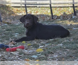 Labrador Retriever Puppy for sale in NAMPA, ID, USA