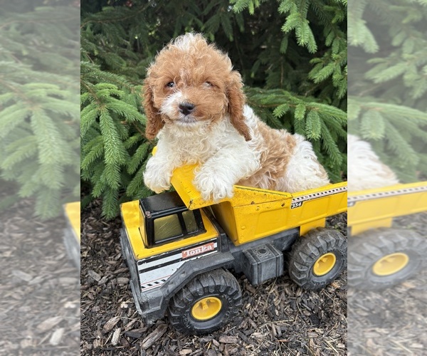 Medium Photo #1 Cavapoo (Miniature) Puppy For Sale in MIDDLEBURY, IN, USA