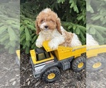 Small Cavapoo (Miniature)