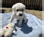 Small Photo #5 Labrador Retriever Puppy For Sale in LIVE OAK, CA, USA
