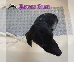 Brooks Dunn - Male Dachshund Dog for Adoption - Photo #9