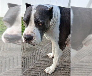 American Staffordshire Terrier Dogs for adoption in Fort Lauderdale, FL, USA