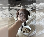 Puppy Puppy 4 Labrador Retriever