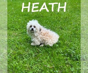 Shih-Poo Puppy for sale in HARTLAND, MN, USA