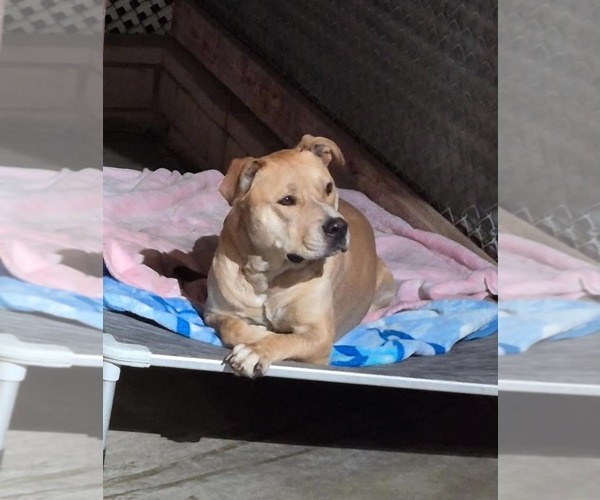 Medium Photo #2 Staffordshire Bull Terrier-Unknown Mix Puppy For Sale in La Verne, CA, USA