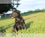Small Photo #5 Labrador Retriever Puppy For Sale in SARCOXIE, MO, USA