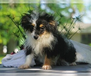 Miniature Australian Shepherd-Poodle (Toy) Mix Puppy for sale in FREDERICKSBURG, OH, USA