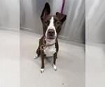 Small American Pit Bull Terrier-Huskies Mix