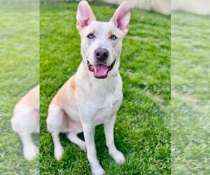 Siberian Husky-Unknown Mix Dogs for adoption in Omaha, NE, USA