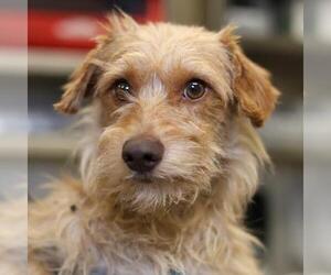 Mutt Dogs for adoption in San Antonio, TX, USA