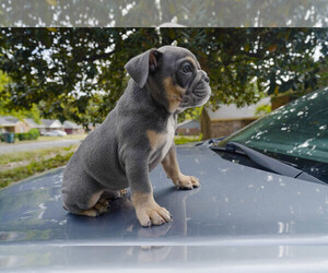Olde English Bulldogge Puppy for sale in MEMPHIS, TN, USA