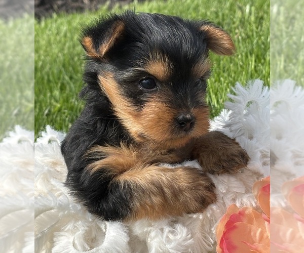 Medium Photo #3 Yorkshire Terrier Puppy For Sale in ROCK STREAM, NY, USA
