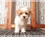 Small #3 Maltipoo (Miniature)