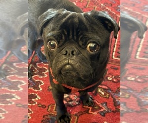 Father of the Pug puppies born on 04/03/2026
