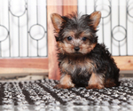 Small #1 Yorkshire Terrier