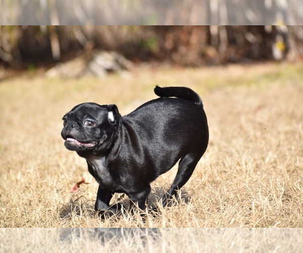 Medium Photo #3 Pug Puppy For Sale in PALM COAST, FL, USA