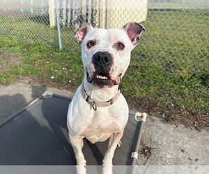 CHANCE - Male Boxer-Unknown Mix Dog for Adoption - Photo #2