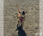 Small #3 Labrador Retriever Mix
