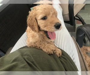 Goldendoodle Puppy for sale in BLUEFIELD, WV, USA