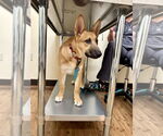 Small #5 German Shepherd Dog Mix