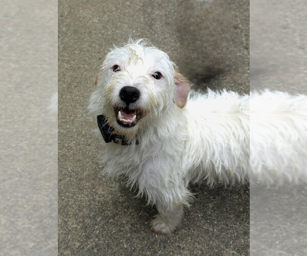 Medium Photo #6 Mutt Puppy For Sale in Raleigh, NC, USA