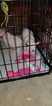 Small Photo #131 Bull Terrier Puppy For Sale in JACKSON, MI, USA