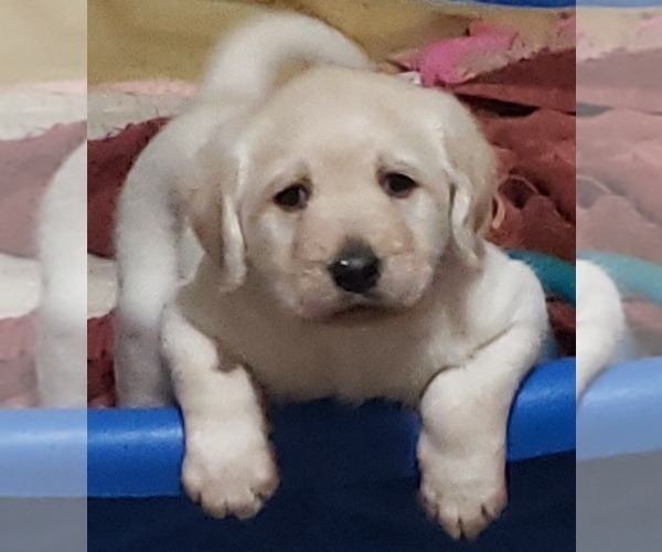 Medium Photo #6 Labradoodle Puppy For Sale in ADRIAN, MO, USA
