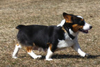 Small Photo #1 Pembroke Welsh Corgi Puppy For Sale in SOLDIERS GROVE, WI, USA