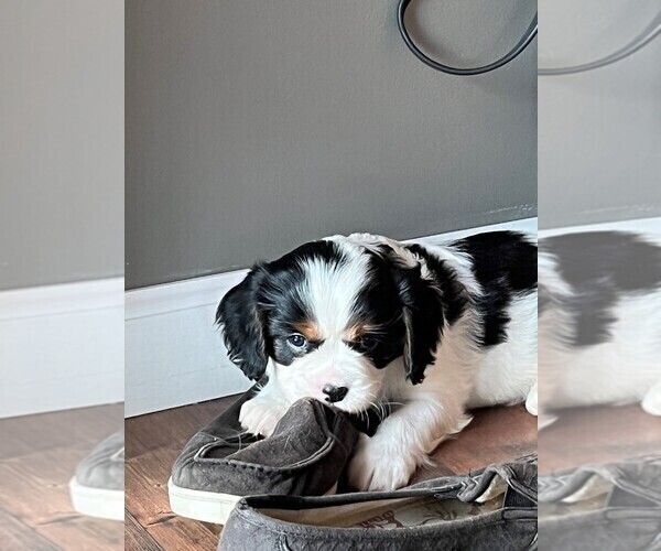 Medium Photo #4 Cavalier King Charles Spaniel Puppy For Sale in ACCIDENT, MD, USA