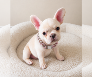 French Bulldog Puppy for sale in SAINT LOUIS, MO, USA