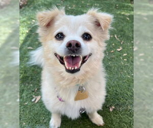 Bentley - Male Shiranian Dog for Adoption - Photo #8