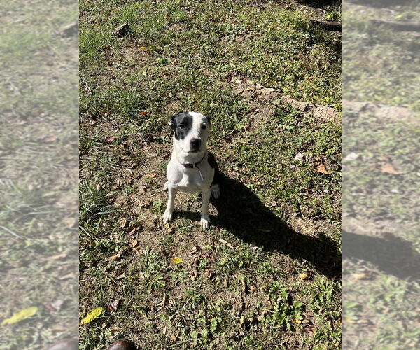 Medium Photo #2 Mutt Puppy For Sale in Osgood, IN, USA