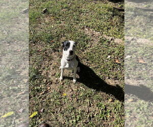 Diesel - Male Mutt Dog for Adoption - Photo #2