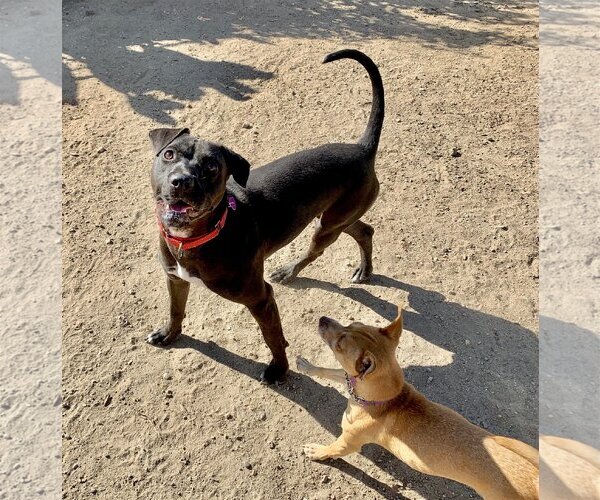 Medium Photo #4 American Pit Bull Terrier-Labrador Retriever Mix Puppy For Sale in San Bernardino , CA, USA
