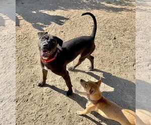 Lincoln - Male American Pit Bull Terrier-Labrador Retriever Mix Dog for Adoption - Photo #4