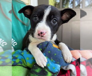 American Pit Bull Terrier-Unknown Mix Dogs for adoption in Clarkston, MI, USA