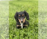 Small Dachshund