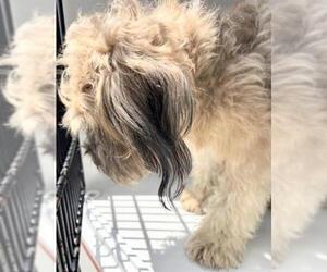 Shih Tzu Dogs for adoption in Houston, TX, USA
