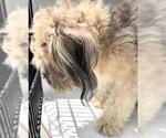 Small Shih Tzu