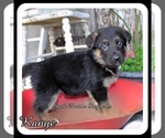 Small Photo #5 German Shepherd Dog Puppy For Sale in MIAMI, FL, USA