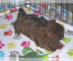 Small Photo #20 Yorkshire Terrier Puppy For Sale in ORO VALLEY, AZ, USA