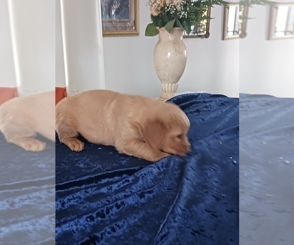 Medium Photo #1 Golden Retriever Puppy For Sale in SESSER, IL, USA