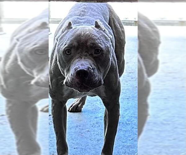 Medium Photo #1 American Pit Bull Terrier-Unknown Mix Puppy For Sale in Downey, CA, USA