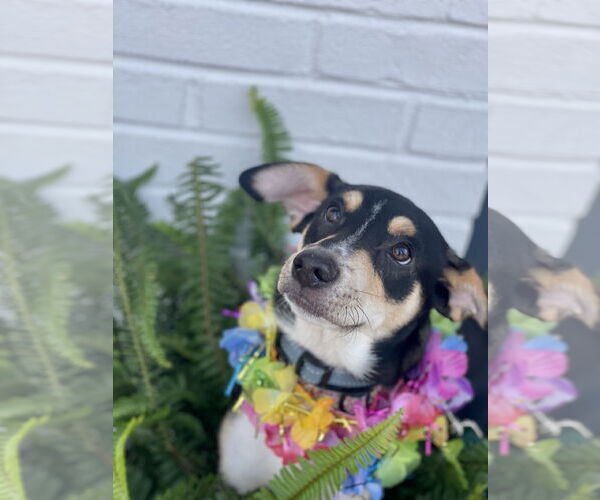 Medium Photo #10 Rat Terrier-Unknown Mix Puppy For Sale in Mount Laurel, NJ, USA